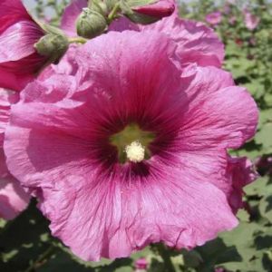 Hollyhock Summer Carnival Mix Seeds