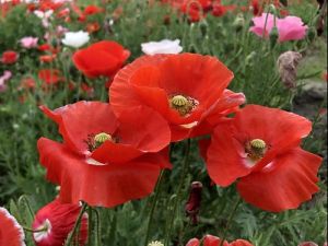 Indian Shirley Poppy Mix Flower Seeds