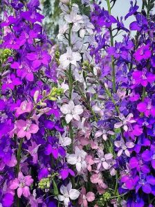 Larkspur Flower Mixed Seeds