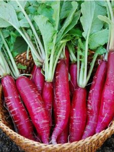 Long Red Radish Seeds