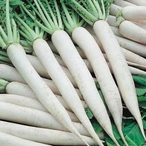 Long White Radish Seeds