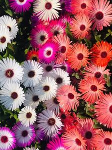 Mesembryanthemum Mix Flower Seeds