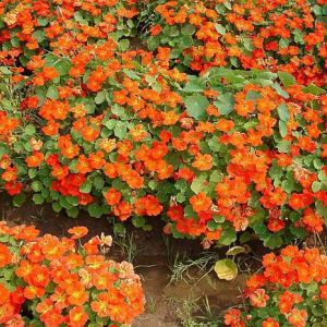 Nasturtium Variegated Mix Seeds