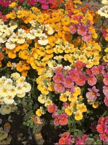 Nemesia Carnival Mixed Colors Flower Seeds