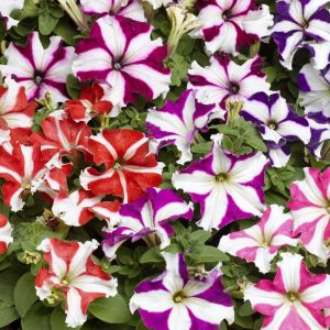 Petunia Hybrida Grandiflora Tall Seeds