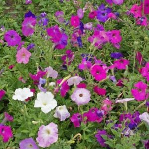 Petunia Nana Compacta Mixed Seeds