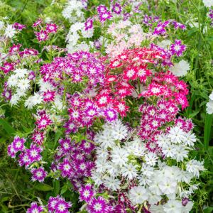 Phlox Drummondii Tall Mix Seeds