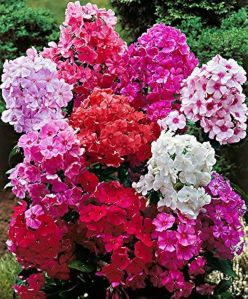 Phlox Drummondii Mix Flower Seeds