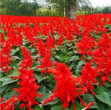 Salvia Coccinea Scarlet Sage Seeds