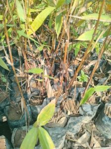 Black Bamboo Plant For Plantation