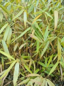 Dendrocalamus Giganteus Bamboo Plant