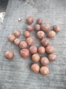 Macadamia Nut Seeds For Human Consumption