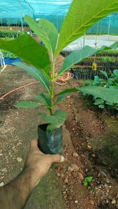 Tissue Culture Teak Plant