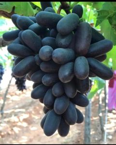 Fresh Black Grapes, Packaging Type : Carton