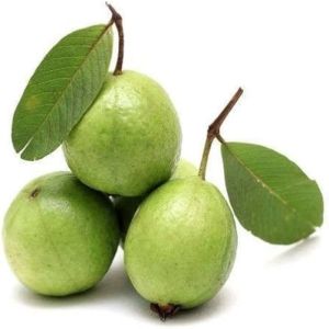 Organic Fresh Sweet Guava For Human Consumption