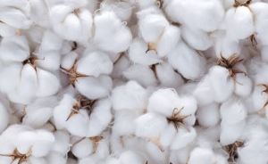 Raw Cotton For Textile Industry