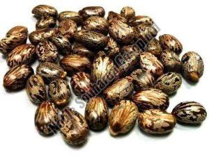 Caster Seeds For Making Oil