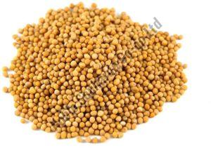 Yellow Mustard Seeds For Cooking, Making Oil