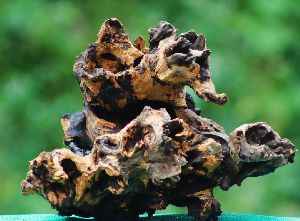 Bogwood