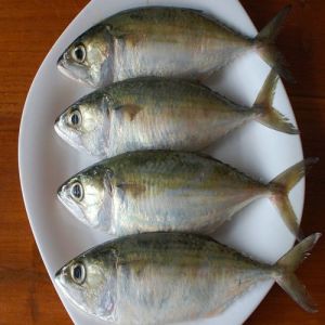 Fresh Mackerel Fish