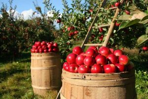 Kashmir Fresh Apple Fruit