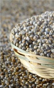 Common Natural Organic Bajra Seed, Packaging Type : Plastic Bag