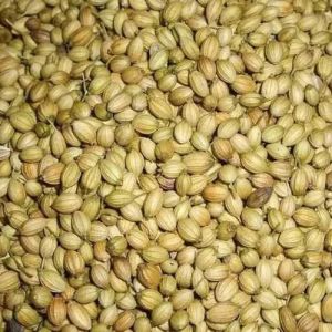 Coriander Seed