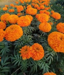 Marigold Plant