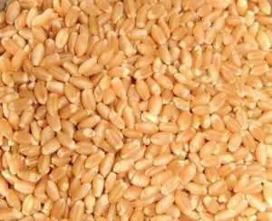 Wheat Grains