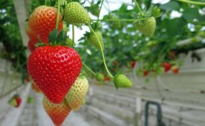 Organic Fresh Strawberry, Packaging Size : 20Kg