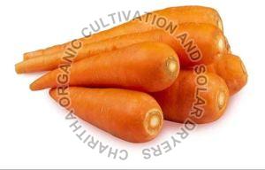 Fresh Organic Carrot, Packaging Type : Gunny Bag