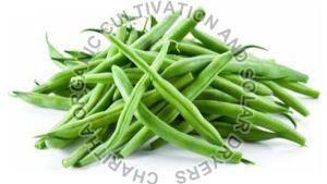 Fresh Organic Green Beans For Cooking