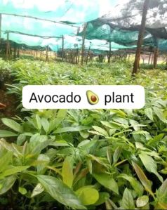 Avocado Plant For Madacine Fruits