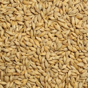 Barley Seeds For Food Processing