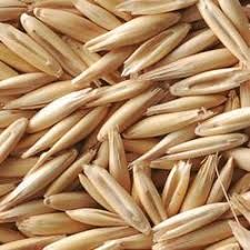 Oat Seeds, Color : Brown