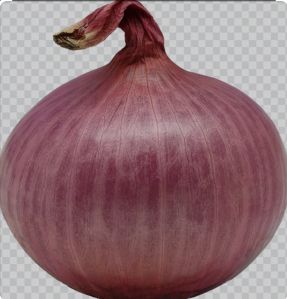 Fresh Red Onion For Human Consumption