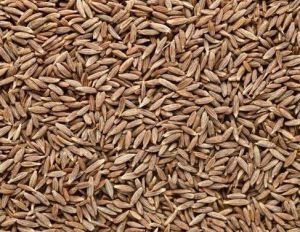 Natural Cumin Seeds