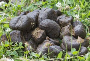 Donkey Dung For Used As Fertilizer