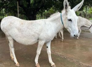 Live Katwadi Donkey For Milk Purpose