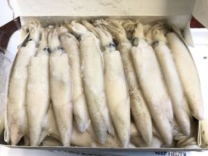 Frozen Squid