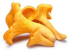 Chanterelle Mushroom