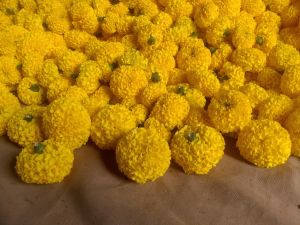 Natural Marigold Flowers, Packaging Type : PP Bags, Plastic Packets, Loose Packaging, Jute Bags