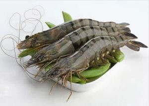 Black Tiger Prawns