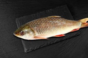 Frozen Rohu Fish