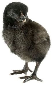 Kadaknath Chicks For Poultry Farm