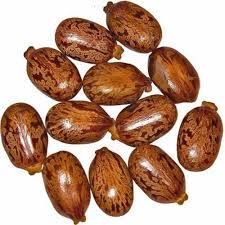 Castor Seed For Use Oil