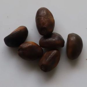 Natural Clove Beans Seeds, Packaging Type : Bag