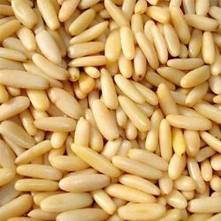 Pine Nuts For Human Consumption