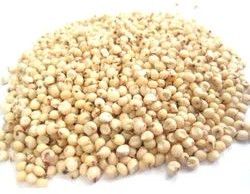 Sorghum Seeds For Food Processing