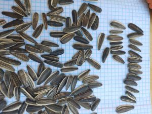 vegetable seeds